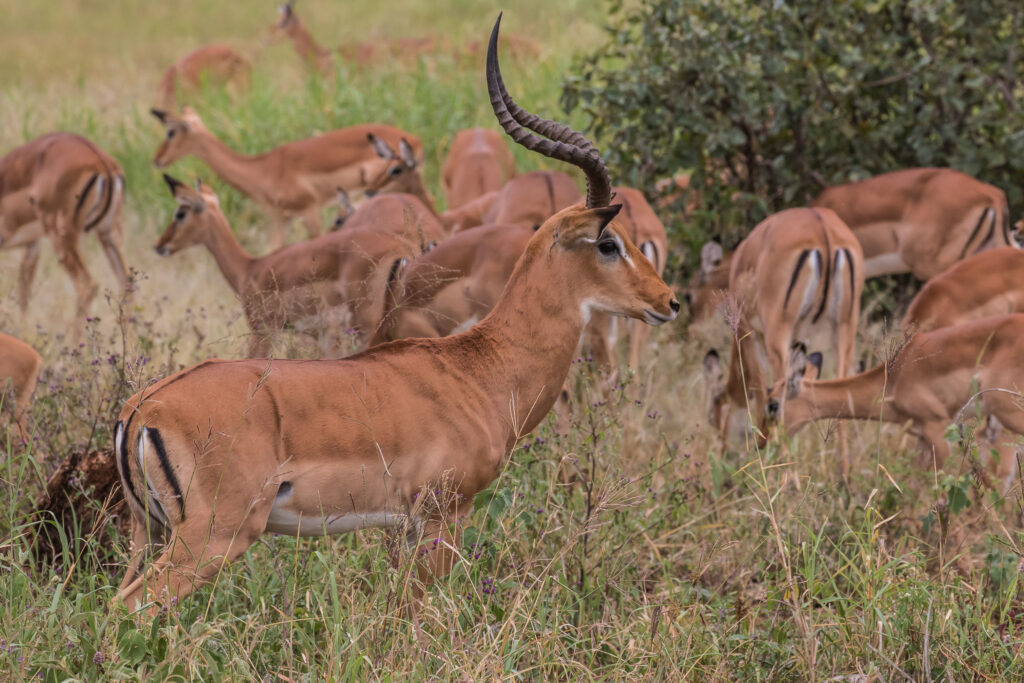 5-Day Ngorongoro Crater and Tarangire Safari 4 5-Day Ngorongoro Crater and Tarangire Safari