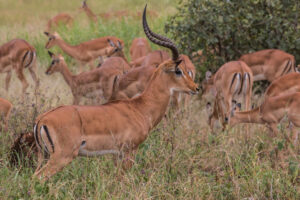 5-Day Ngorongoro Crater and Tarangire Safari