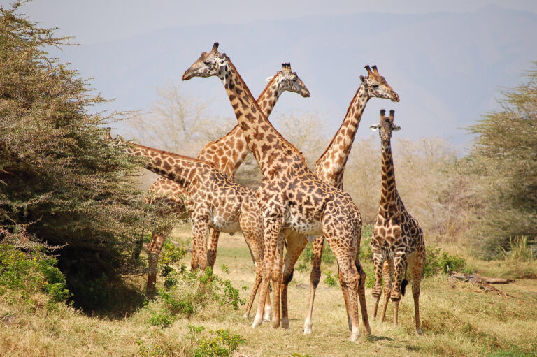 7-Day Ultimate Tanzania Safari