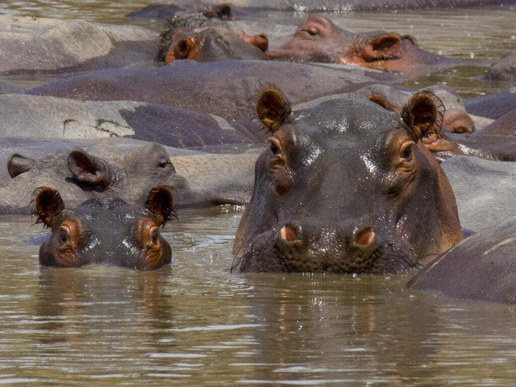 8-Day Selous Game Reserve and Ruaha National Park Safari 3 8-Day Selous Game Reserve and Ruaha National Park Safari