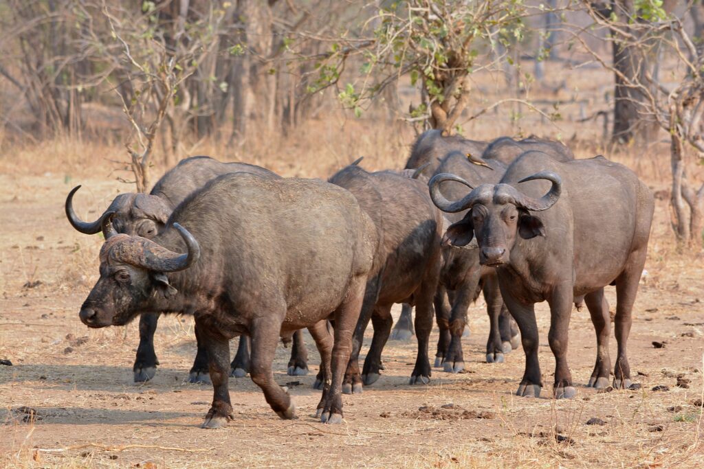 Buffalo Safaris 3 Buffalo Safaris