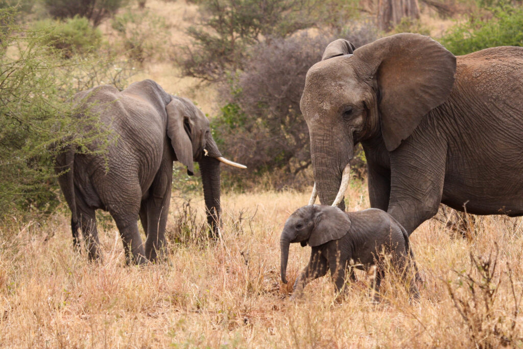 Elephant Safaris 4 Elephant Safaris