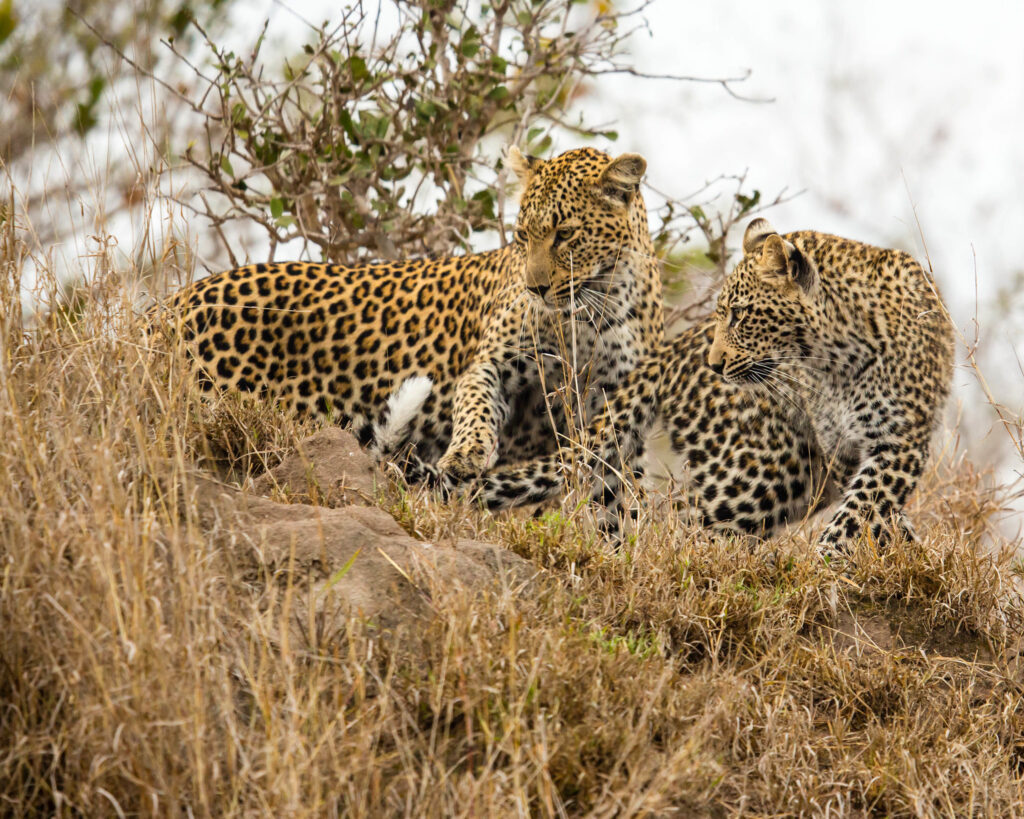 Leopard Safaris 1 Leopard Safaris