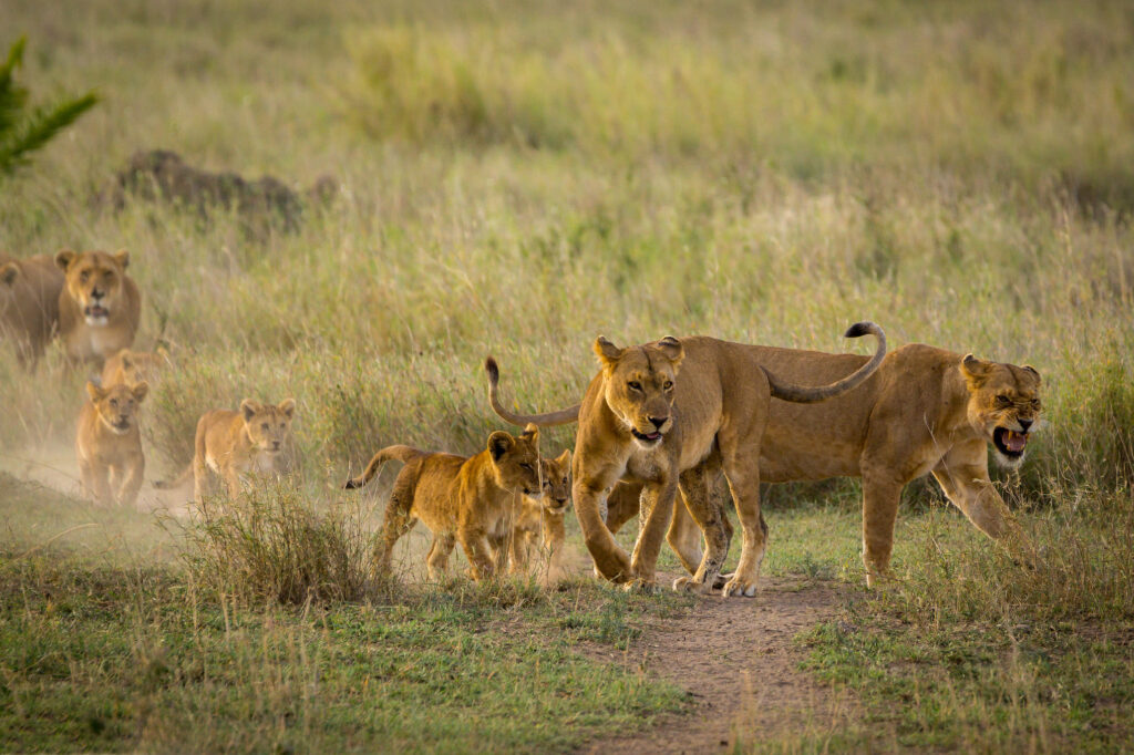 Lion Safaris 5 Lion Safaris