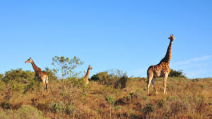 FAQ 1 Tanzania Packing List