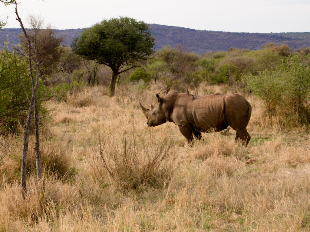 Rhino Safaris 2 Rhino Safaris