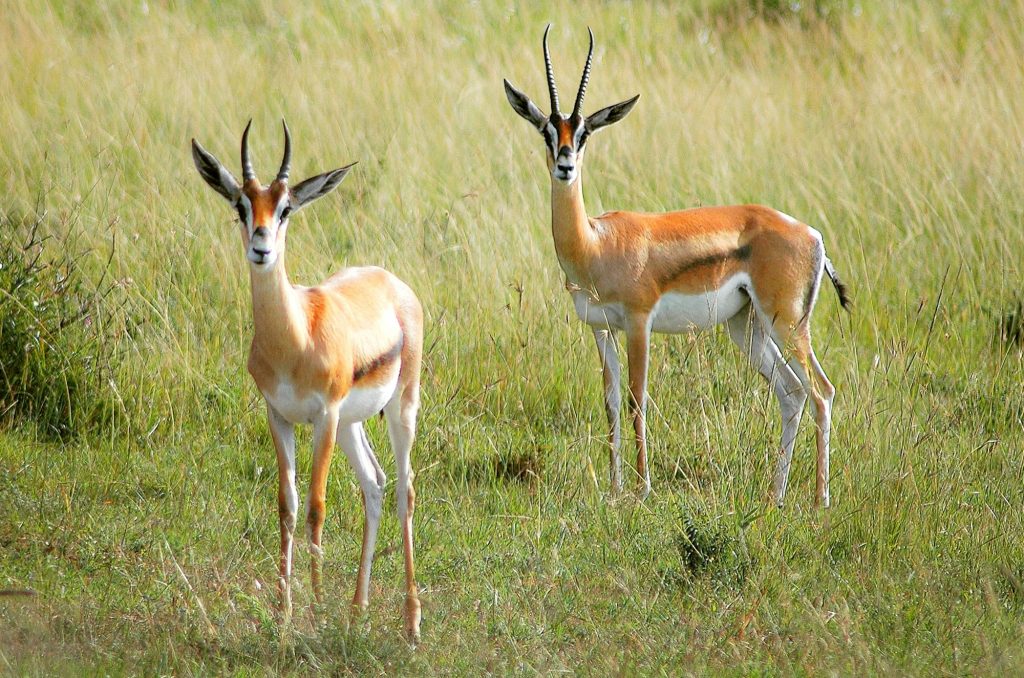 Safari Accommodations 1 A pair of impala staring at the camera while on safari in Africa