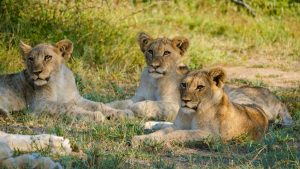 5-Day Tanzania Wildlife Extravaganza