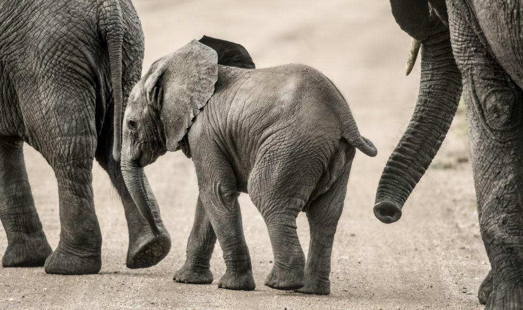 14-Day Tanzania Explorer 1 Baby Elephant walking, Serengeti, Tanzania