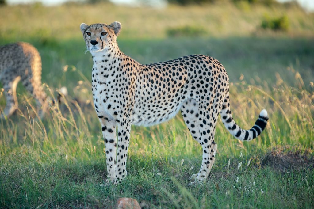 cheetah