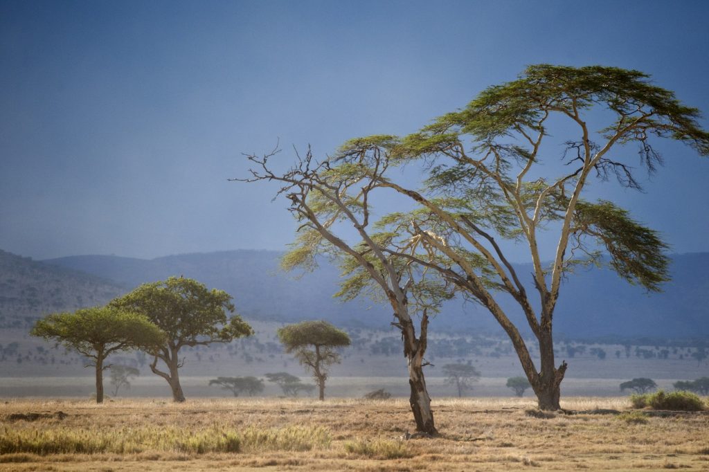 Landscape of Serengeti National Park, Serengeti, Tanzania