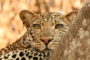 12-Day Ultimate Tanzania Wildlife and Cultural Safari