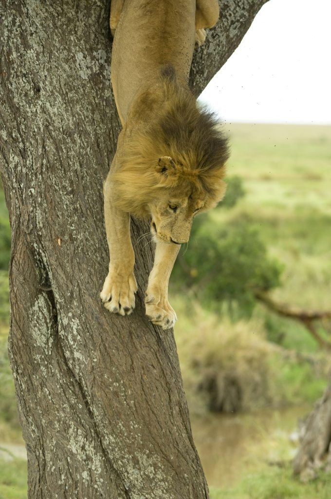 Lion going down a tree