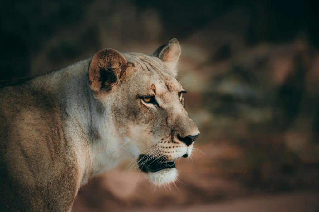 Lion in the Kruger national safari park