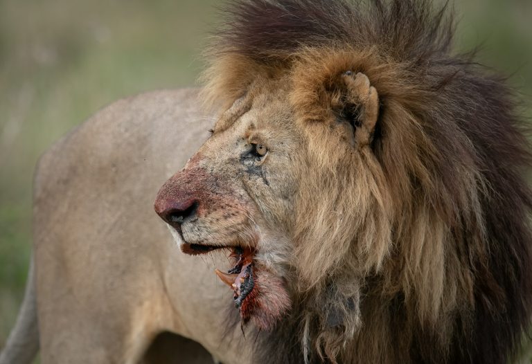 7-Day Luxury Big Five Safari