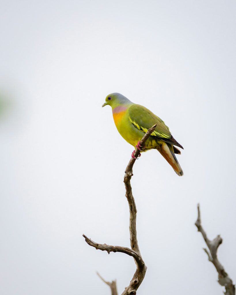 Orange-breasted green pigeon (Treron Bicinctus) perch high up on a dead tree branch