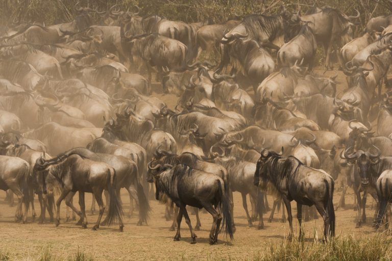 4-Day Wildebeest Migration Safari